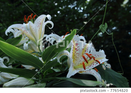 Mountain lily blooming in satoyama Mountain lily blooming in satoyama 77654820