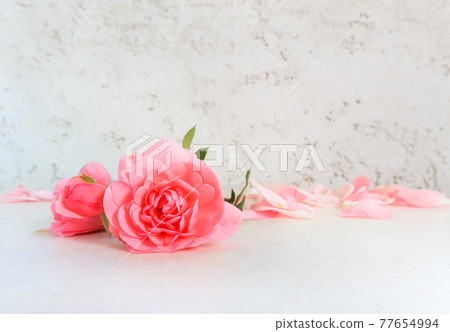 Pink roses and petals on white background. Perfect for background greeting cards and invitations of the wedding, birthday, Valentine's Day, Mother's Day. 77654994