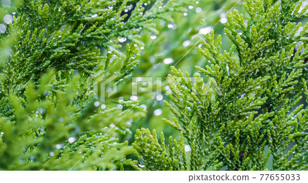 Closeup green leaves of evergreen coniferous tree Lawson Cypress or Chamaecyparis lawsoniana after the rain. Extreme bokeh with light reflection. Macro photography, selective focus, blurred nature 77655033
