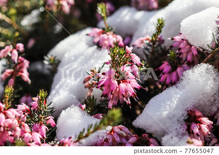 Blooming pink Erica carnea flowers (Winter Heath) and snow in the garden in early spring. Floral background Blooming pink Erica carnea flowers (Winter Heath) and snow in the garden in early spring. Floral background 77655047