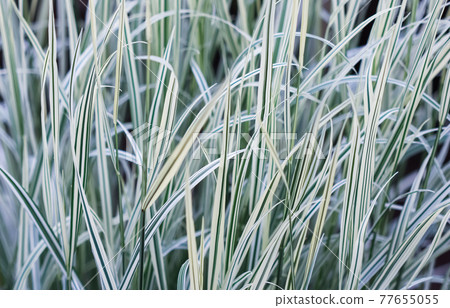 Decorative green and white grass. Arrhenatherum elatius bulbosum variegatum. Soft focus. Natural background. Decorative green and white grass. Arrhenatherum elatius bulbosum variegatum. Soft focus. Natural background. 77655055