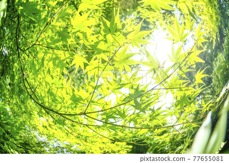 神奈川縣宮瀨湖濱公園的新鮮綠楓的圖像剪裁 77655081