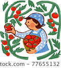 A woman holding a basket and harvesting tomatoes 77655132