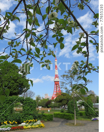 春天從芝公園看到的東京鐵塔 春天從芝公園看到的東京鐵塔 77655193