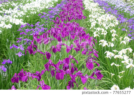 Iris iris Iris iris 77655277