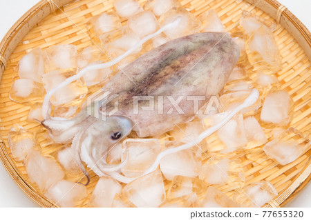 Sepia esculenta 77655320