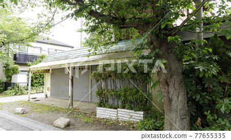 神奈川縣橫濱市金澤區古寺院鎌倉幕府的掌管人北條先生的名寺菖蒲。 77655335