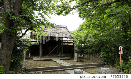 神奈川縣橫濱市金澤區古寺院鎌倉幕府的掌管人北條先生的名寺菖蒲。 神奈川縣橫濱市金澤區古寺院鎌倉幕府的掌管人北條先生的名寺菖蒲。 77655336