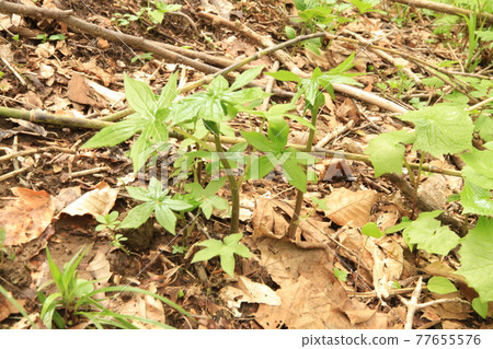 Queen of wild plants Sidoke Queen of wild plants Sidoke 77655576