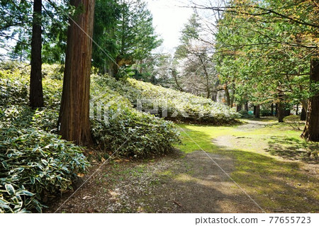 Spring in Hirosaki Park Hirosaki Castle Botanical Garden Spring in Hirosaki Park Hirosaki Castle Botanical Garden 77655723