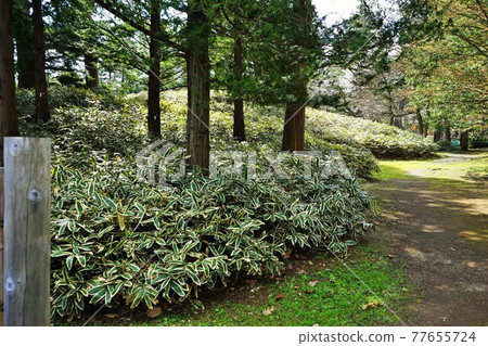 Spring in Hirosaki Park Hirosaki Castle Botanical Garden 77655724