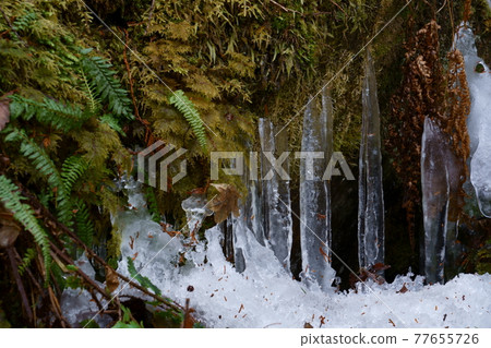 Tsurara in the moss forest Tsurara in the moss forest 77655726