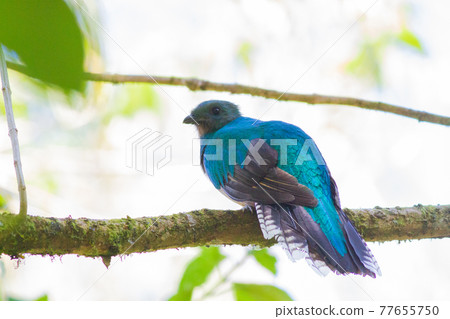 Quetzal quince that showed a beautiful appearance in the Costa Rican forest Quetzal quince that showed a beautiful appearance in the Costa Rican forest 77655750