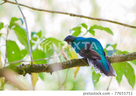 Quetzal quince that showed a beautiful appearance in the Costa Rican forest Quetzal quince that showed a beautiful appearance in the Costa Rican forest 77655751