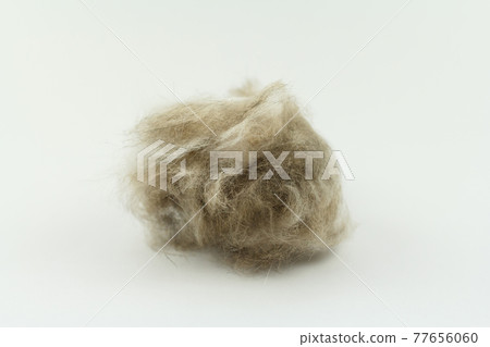 cat hair clump isolated on white, Long hair cat maintenance cat hair clump isolated on white, Long hair cat maintenance 77656060