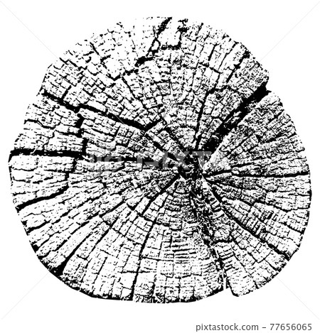 Tree growth rings. Natural cut wood. Vector illustration. 77656065