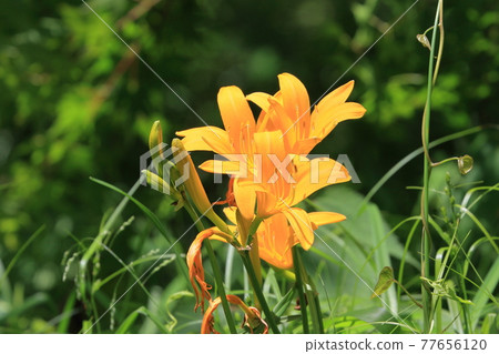 Musashino Kisuge Musashino Kousuga Zenteika Musashino Kisuge Musashino Kousuga Zenteika 77656120