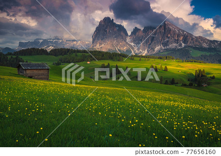 Alpine landscape with yellow globeflowers on the green slopes, Dolomites Alpine landscape with yellow globeflowers on the green slopes, Dolomites 77656160