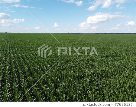 Huge cornfield on a sunny summer day, aerial view. Blue sky over green farm field, landscape. Huge cornfield on a sunny summer day, aerial view. Blue sky over green farm field, landscape. 77656185