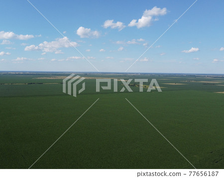 Huge cornfield on a sunny summer day, aerial view. Blue sky over green farm field, landscape. Huge cornfield on a sunny summer day, aerial view. Blue sky over green farm field, landscape. 77656187