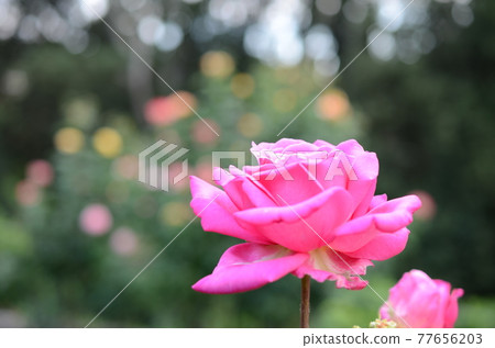 Florence rose garden pink rose 77656203