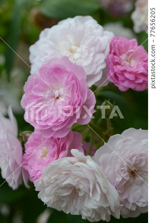 Florence rose garden pink and white roses 77656205