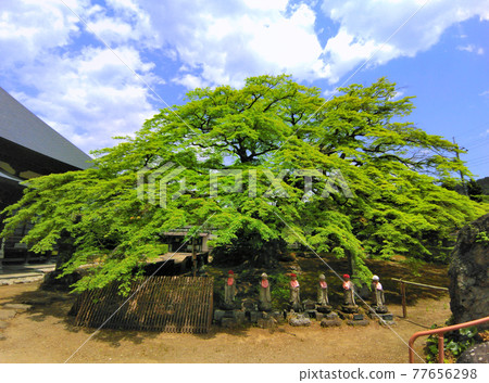 Chichibu City, Saitama Prefecture Chichibu Fudasho No. 8 Seizenji Temple Fresh green maple 77656298