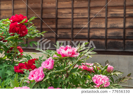 鈕扣（牡丹） 77656330