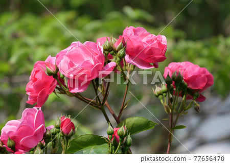 Angela rose 77656470