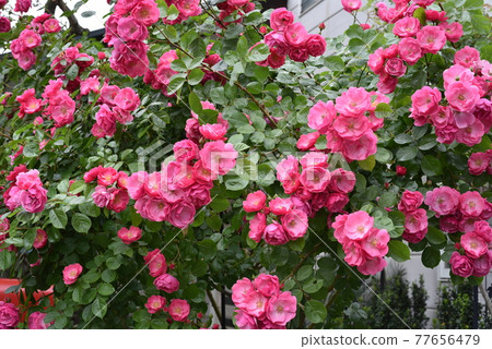 Angela rose 77656479