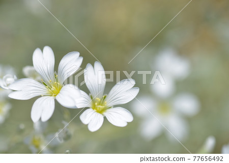  白花 77656492