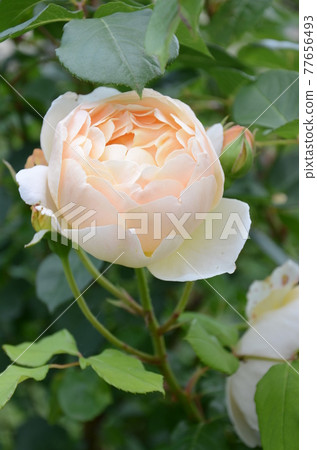 Florence Rose Garden 淺橙色玫瑰 Florence Rose Garden 淺橙色玫瑰 77656493