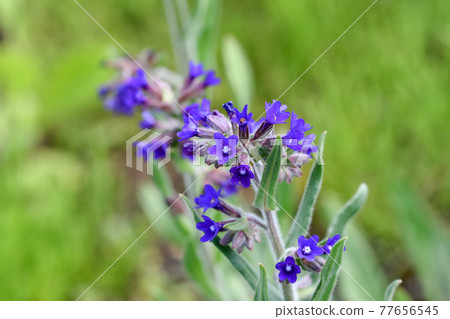 Alkanet Alkanet 77656545