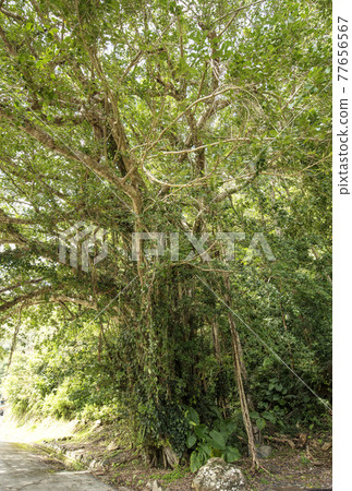 奄美大島的風景 Gajumaru 和樹精 亞熱帶森林奄美旅遊景點 77656567
