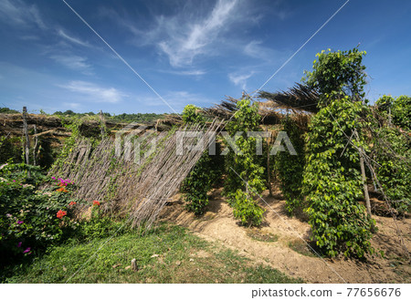 organic pepper farm peppercorn trees cultivation view in kampot cambodia organic pepper farm peppercorn trees cultivation view in kampot cambodia 77656676