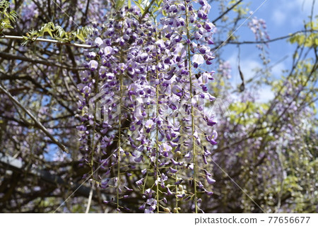 紫藤花 紫藤花 77656677