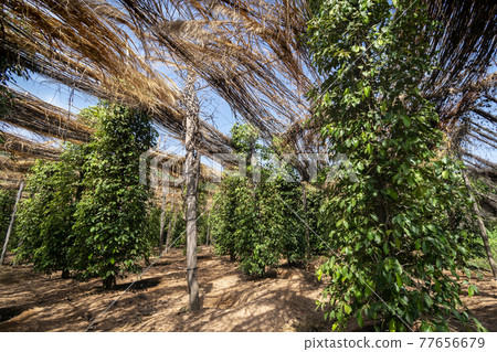 peppercorn trees growing in organic natural pepper farm kampot cambodia peppercorn trees growing in organic natural pepper farm kampot cambodia 77656679
