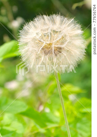 Big fluff 77656764
