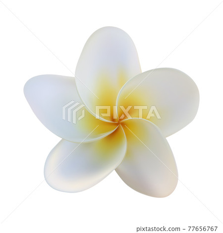 Realistic Plumeria Flower Isolated on White Background. Vector Illustration 77656767