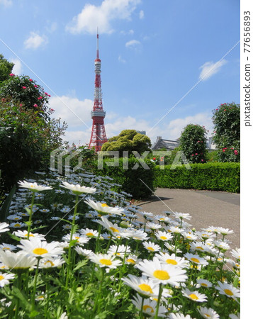 通過Shiba公園花床看的東京鐵塔 通過Shiba公園花床看的東京鐵塔 77656893