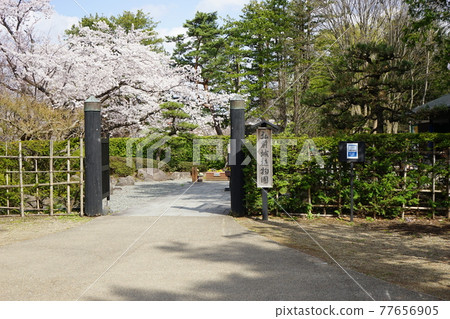 弘前公園 弘前城植物園的春天 弘前公園 弘前城植物園的春天 77656905