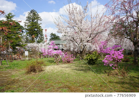 弘前公園 弘前城植物園的春天 77656909