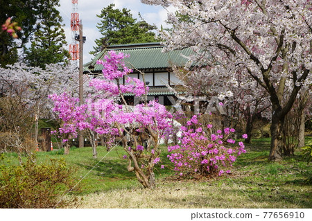 弘前公園 弘前城植物園的春天 77656910