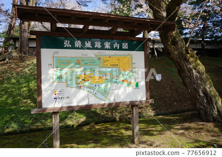 弘前公園 弘前城植物園的春天 弘前公園 弘前城植物園的春天 77656912