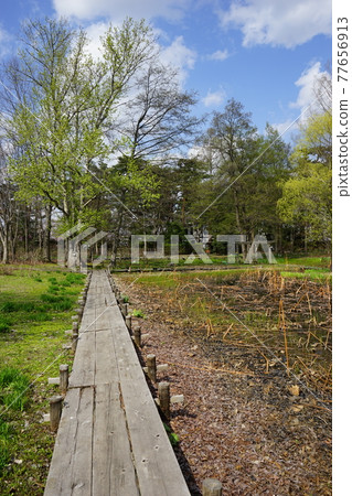 弘前公園 弘前城植物園的春天 弘前公園 弘前城植物園的春天 77656913