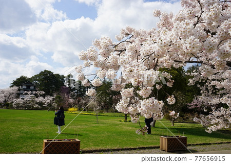 Spring in Hirosaki Park Hirosaki Castle Botanical Garden 77656915
