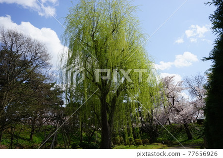 弘前公園 弘前城植物園的春天 弘前公園 弘前城植物園的春天 77656926
