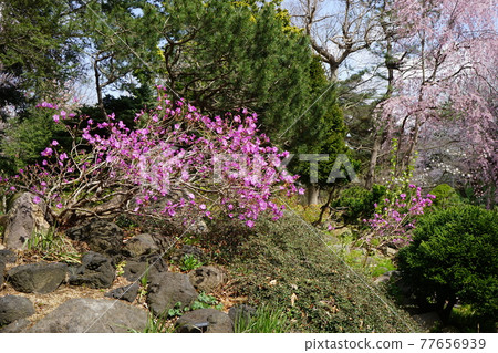弘前公園 弘前城植物園的春天 77656939