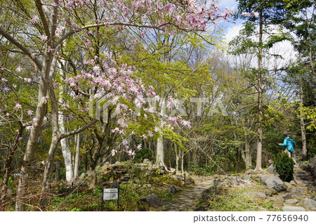 弘前公園 弘前城植物園的春天 77656940