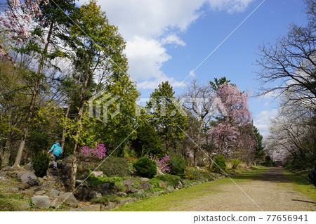 弘前公園 弘前城植物園的春天 77656941